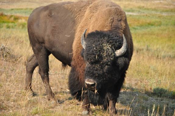 O bisão selvagem, um dos símbolos do Yellowstone National Park, em Wyoming, nos Estados Unidos